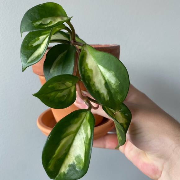 Hoya Carnosa Variegata in 4” Terra Cotta Pot - Picture 4 of 4
